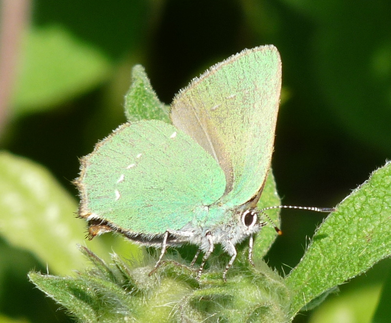 Identificazione - Callophrys rubi